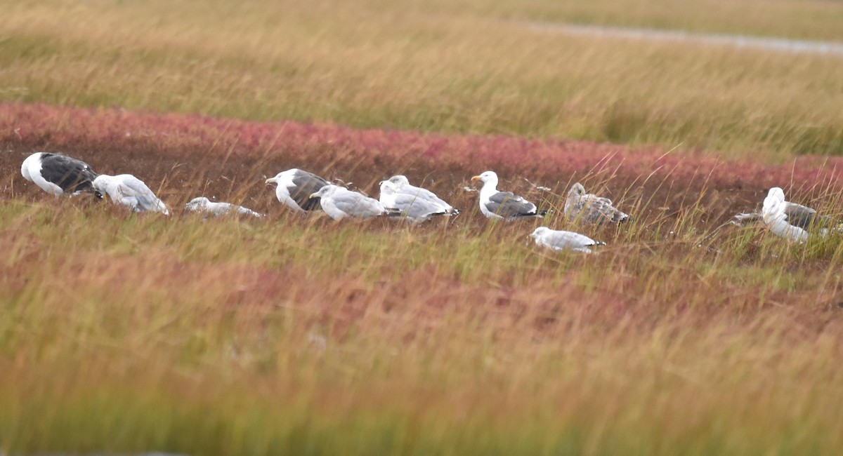 Lesser Black-backed Gull - ML623990556