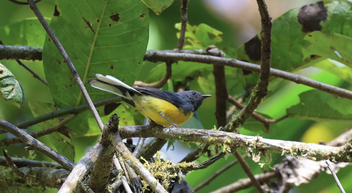 Slate-throated Redstart - ML623990557