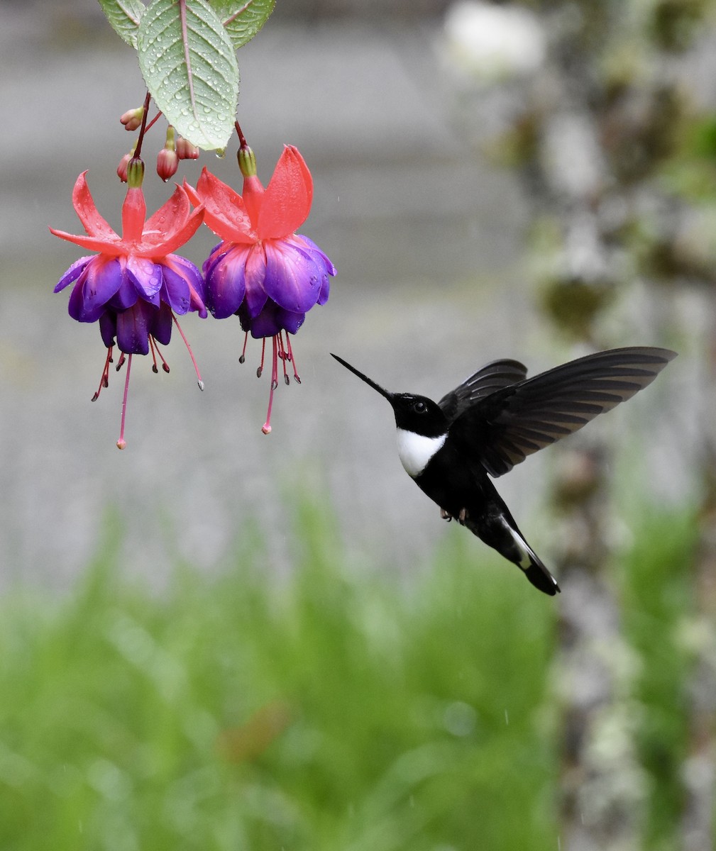 Violettscheitelkolibri - ML623990559