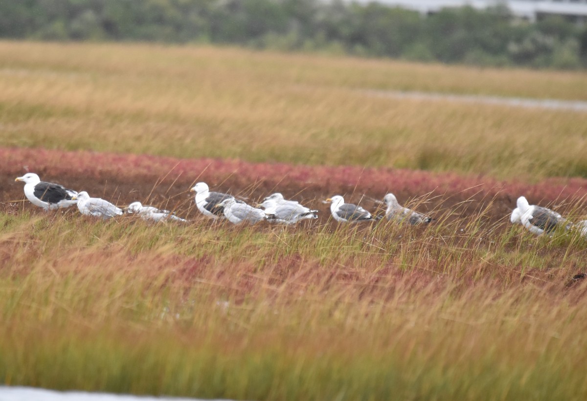 Lesser Black-backed Gull - ML623990569