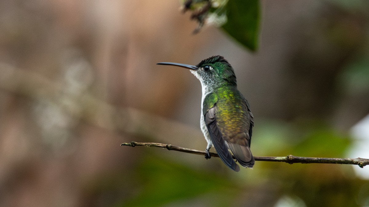 Andean Emerald - ML623990584