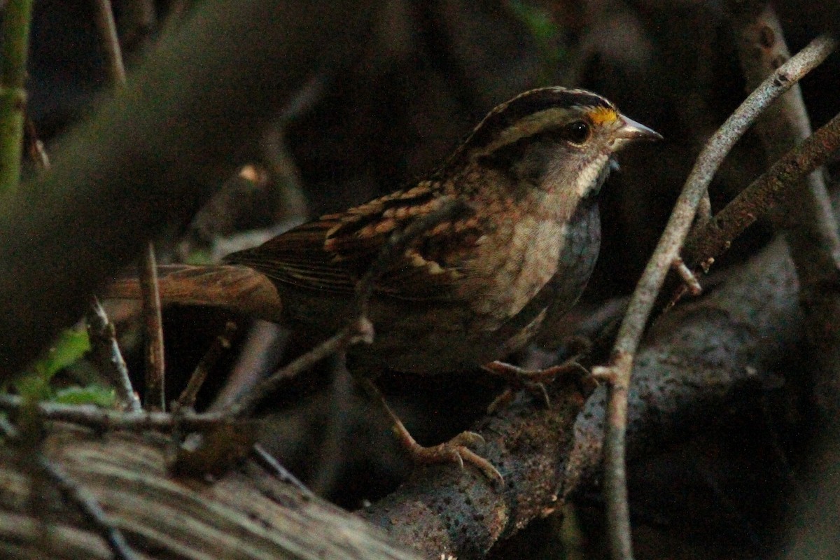 White-throated Sparrow - ML623990596