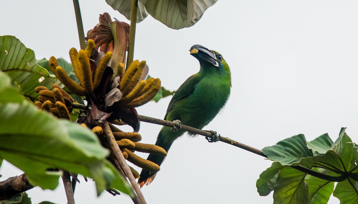 Crimson-rumped Toucanet - ML623990601