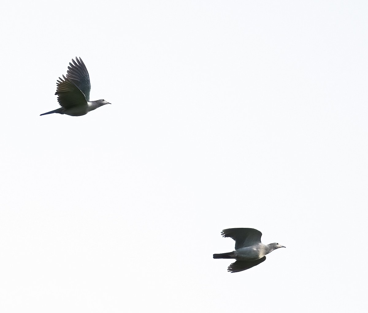 Green Imperial-Pigeon - ML623990612