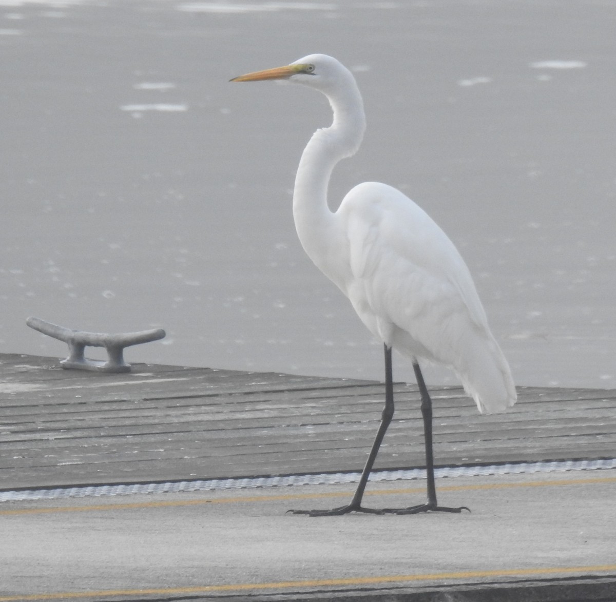 Great Egret - Harry Colestock