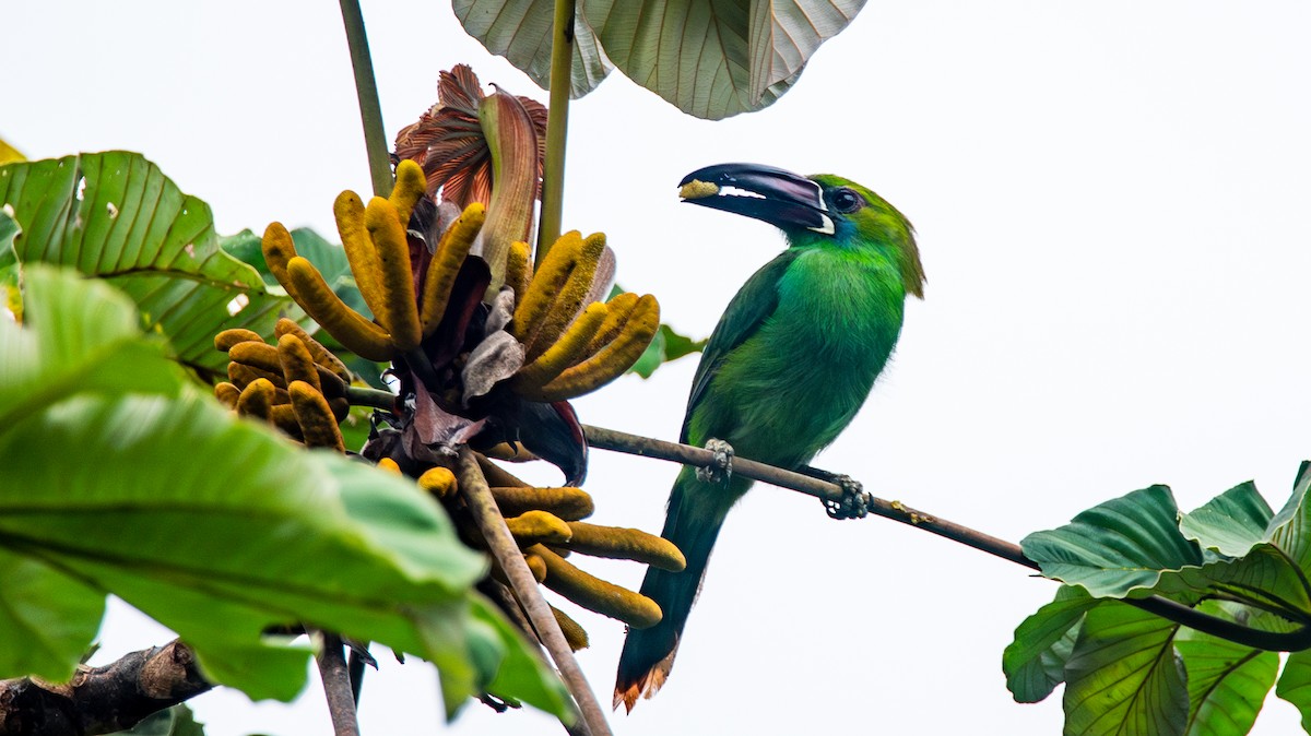 Crimson-rumped Toucanet - ML623990618