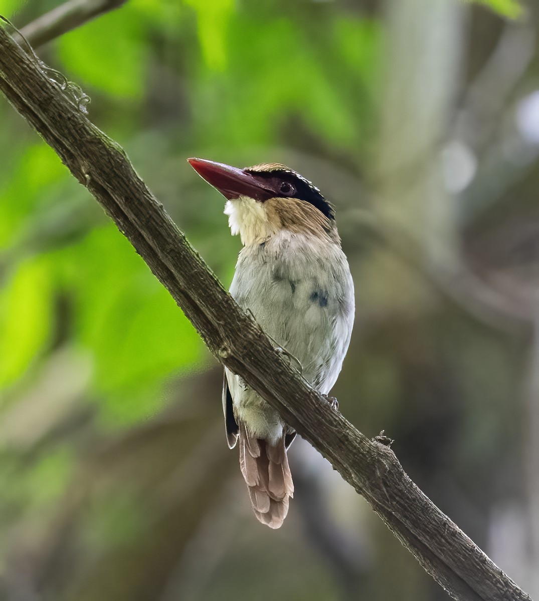 Sulawesi Lilac Kingfisher - ML623990644