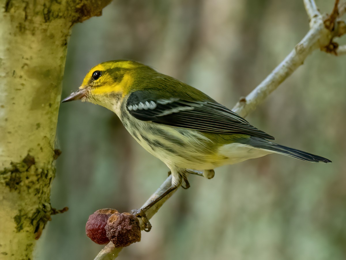 Black-throated Green Warbler - ML623990679