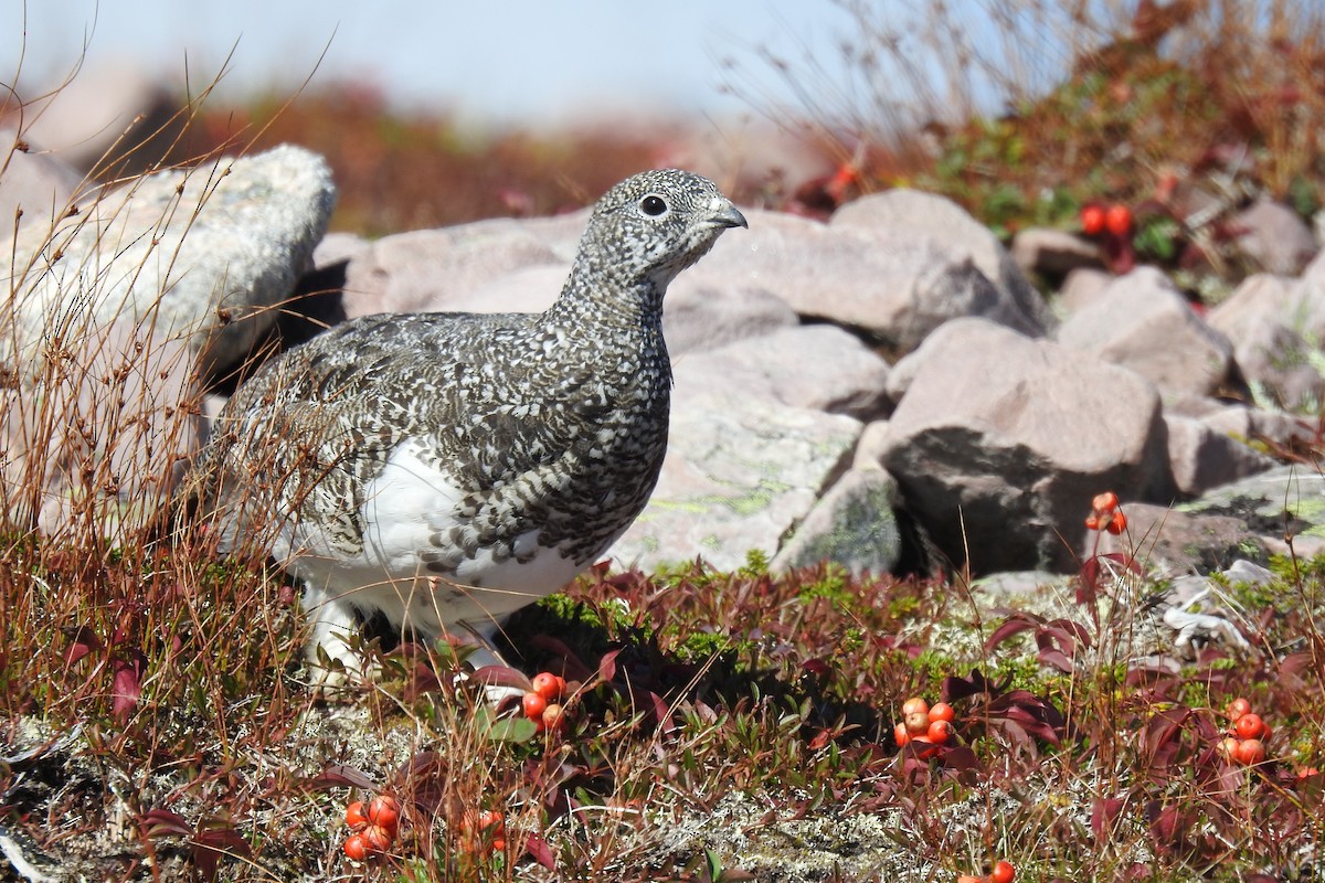 Rock Ptarmigan - ML623990681