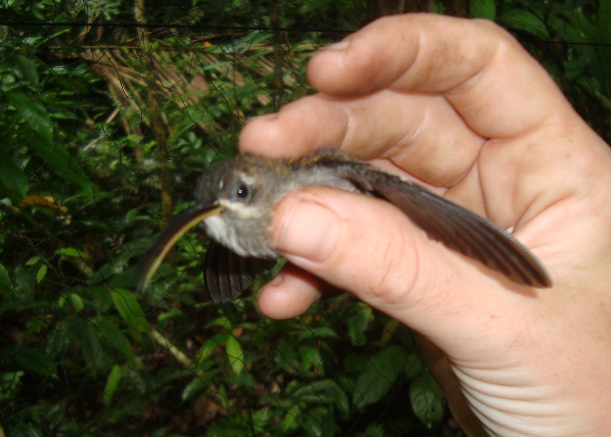 White-bearded Hermit - Livio Rey