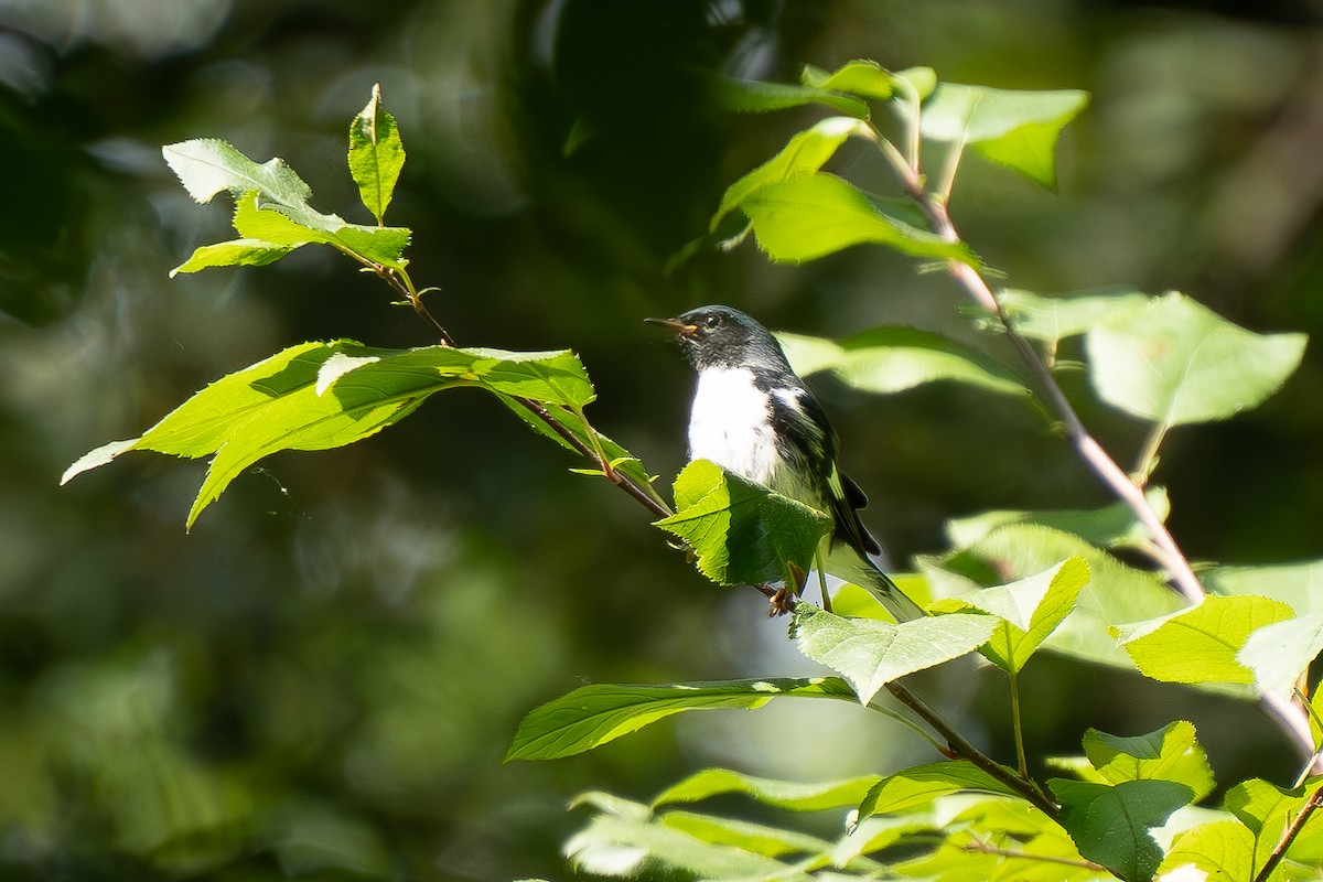 Black-throated Blue Warbler - ML623990684