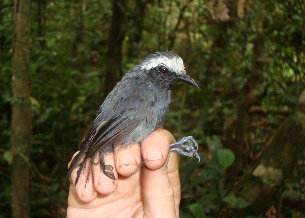 White-browed Antbird - ML623990687