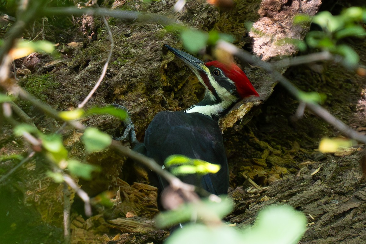 Pileated Woodpecker - ML623990700