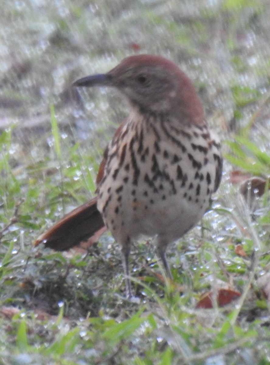 Brown Thrasher - Harry Colestock