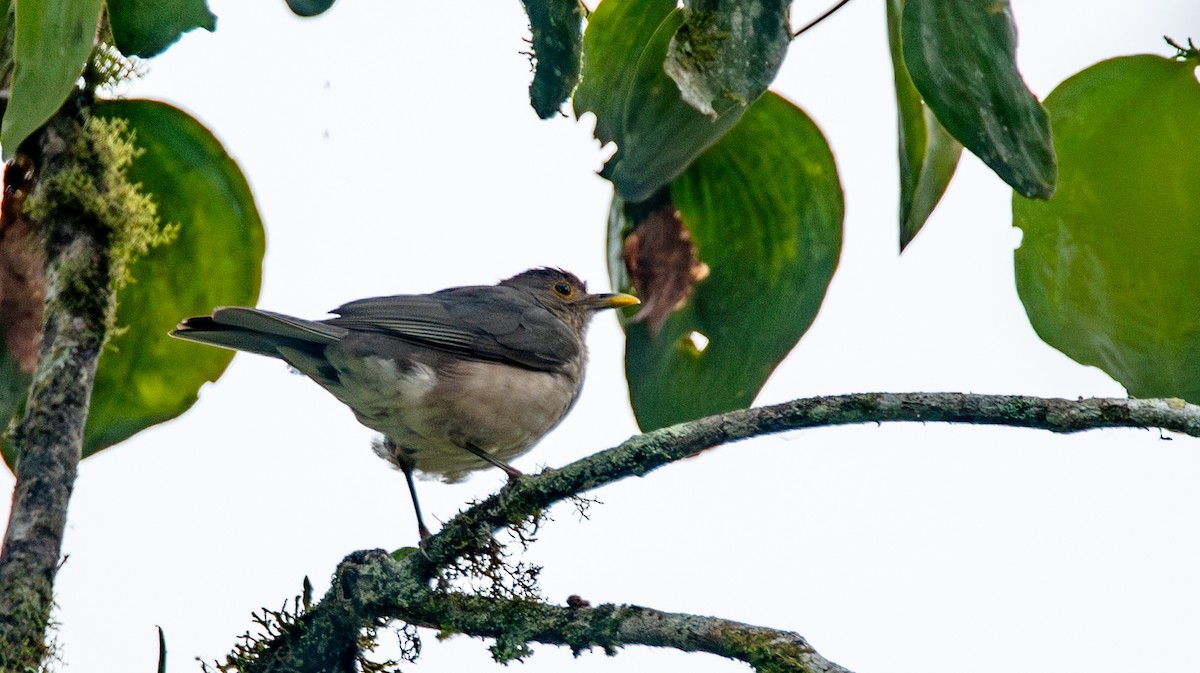 Ecuadorian Thrush - ML623990713