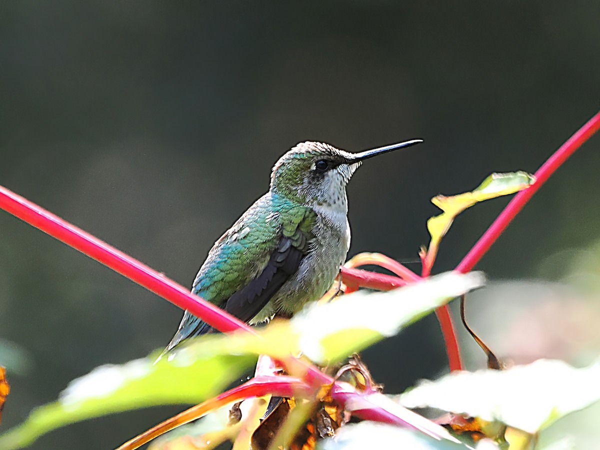 Ruby-throated Hummingbird - ML623990714
