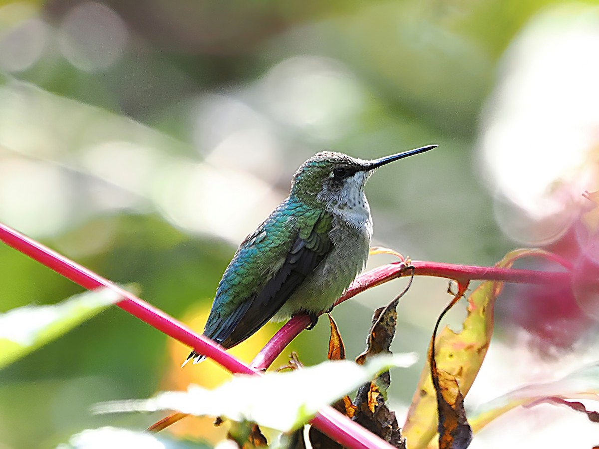 Ruby-throated Hummingbird - ML623990715