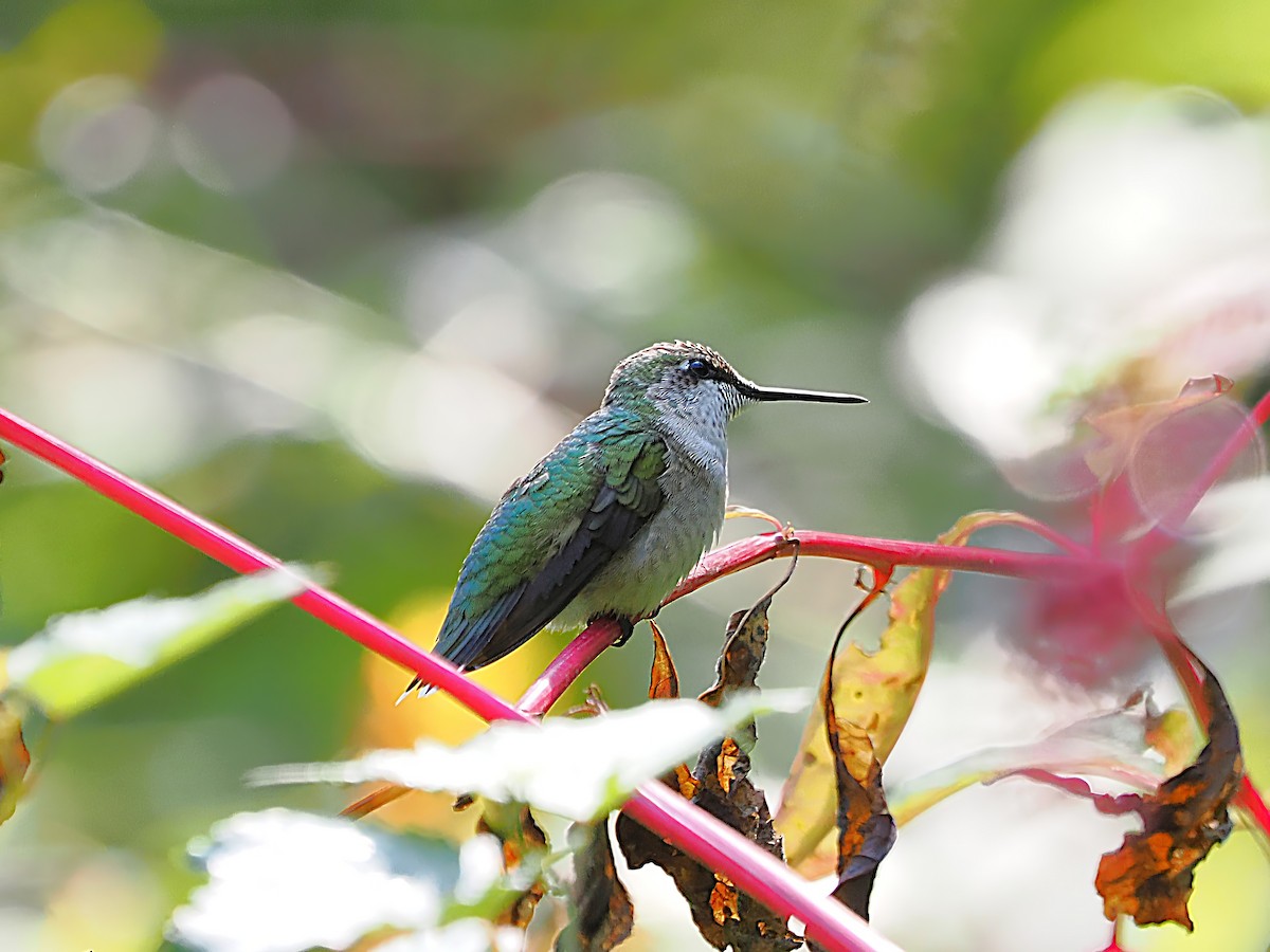 Ruby-throated Hummingbird - ML623990716