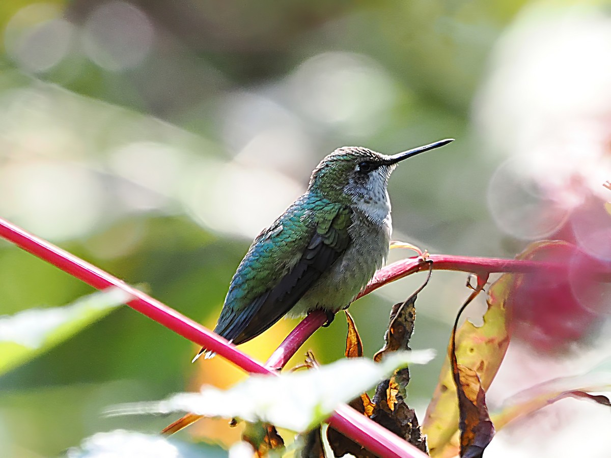 Ruby-throated Hummingbird - ML623990717