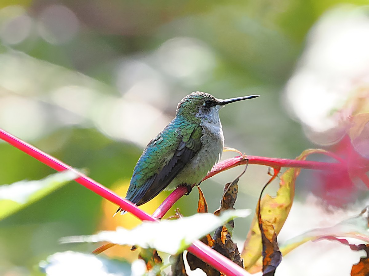 Ruby-throated Hummingbird - ML623990718