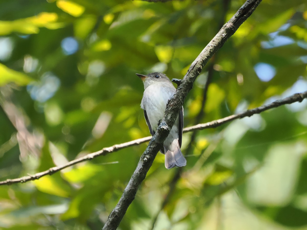 Eastern Wood-Pewee - ML623990774