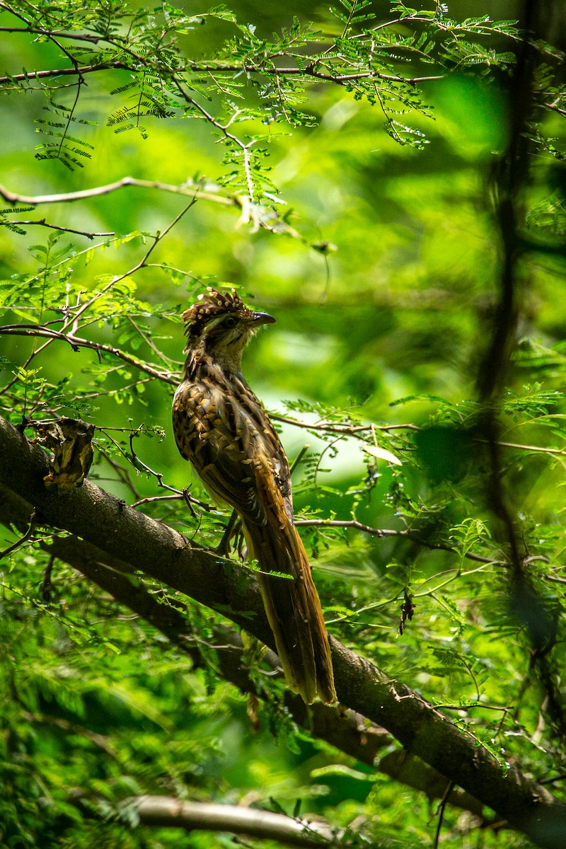 Striped Cuckoo - ML623990775