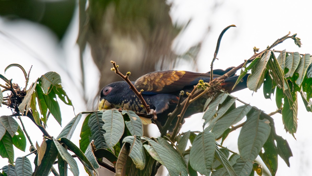 Bronze-winged Parrot - ML623990778