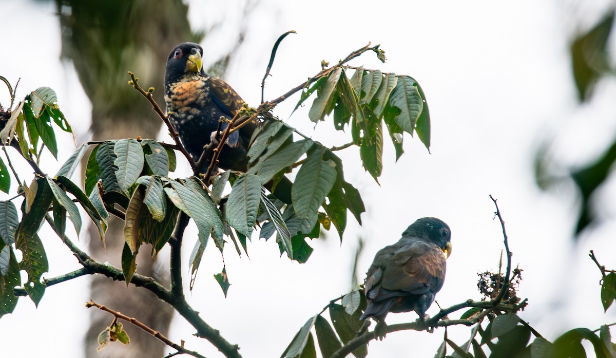 Bronze-winged Parrot - ML623990779