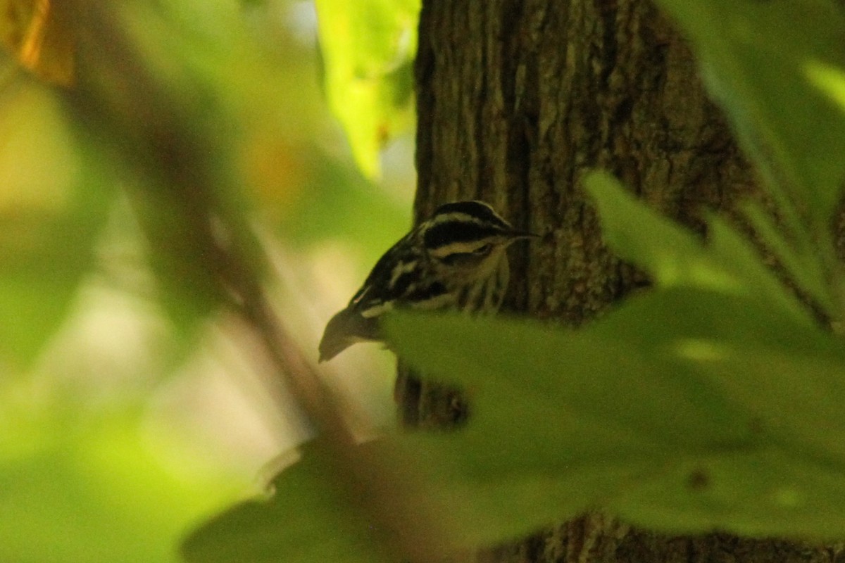 Black-and-white Warbler - ML623990784