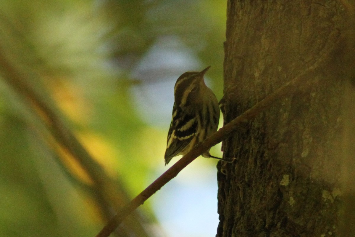 Black-and-white Warbler - ML623990816