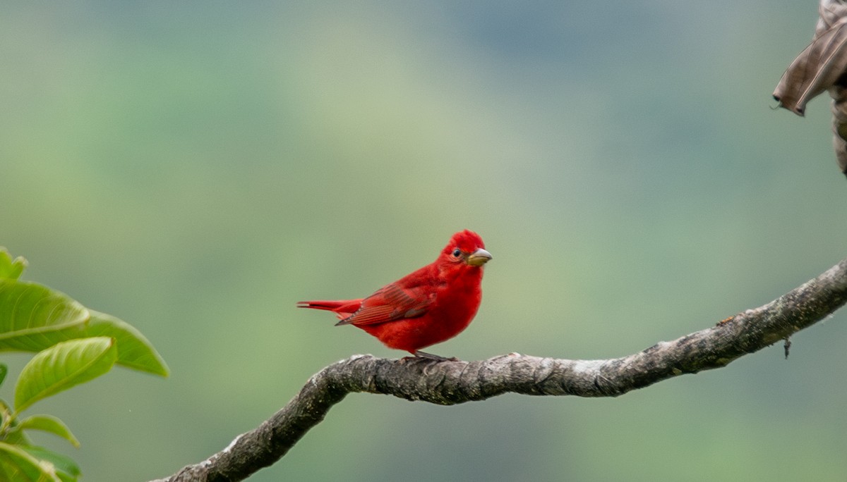 Summer Tanager - ML623990819