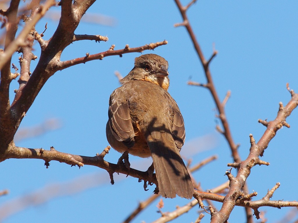 White-throated Towhee - ML623990825