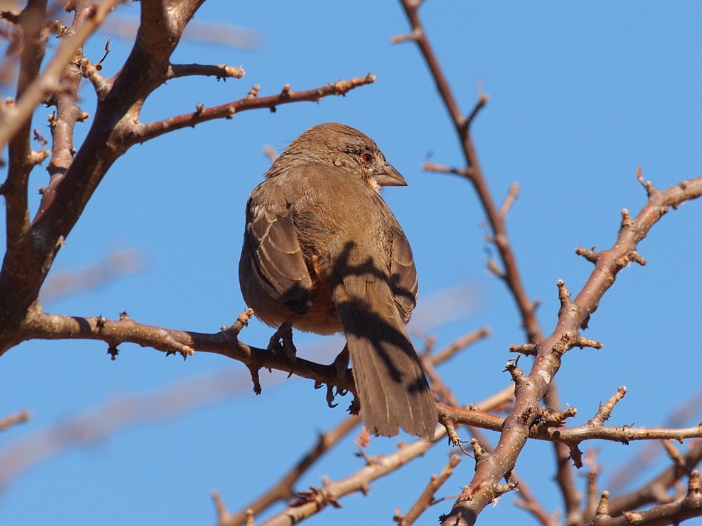 White-throated Towhee - ML623990826