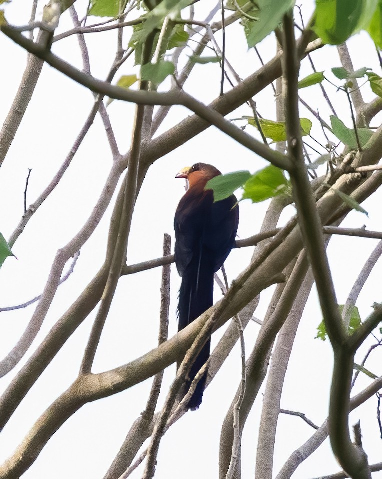 Yellow-billed Malkoha - ML623990827