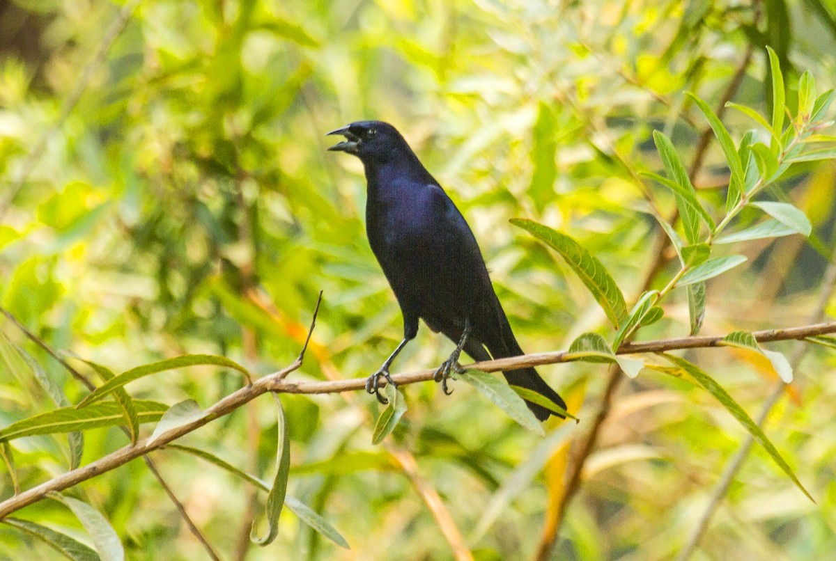 Shiny Cowbird - ML623990836