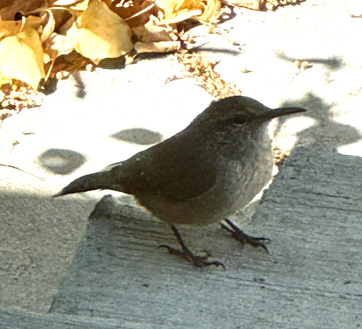 Rock Wren - ML623990838