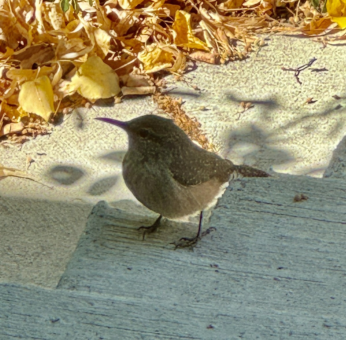 Rock Wren - ML623990839