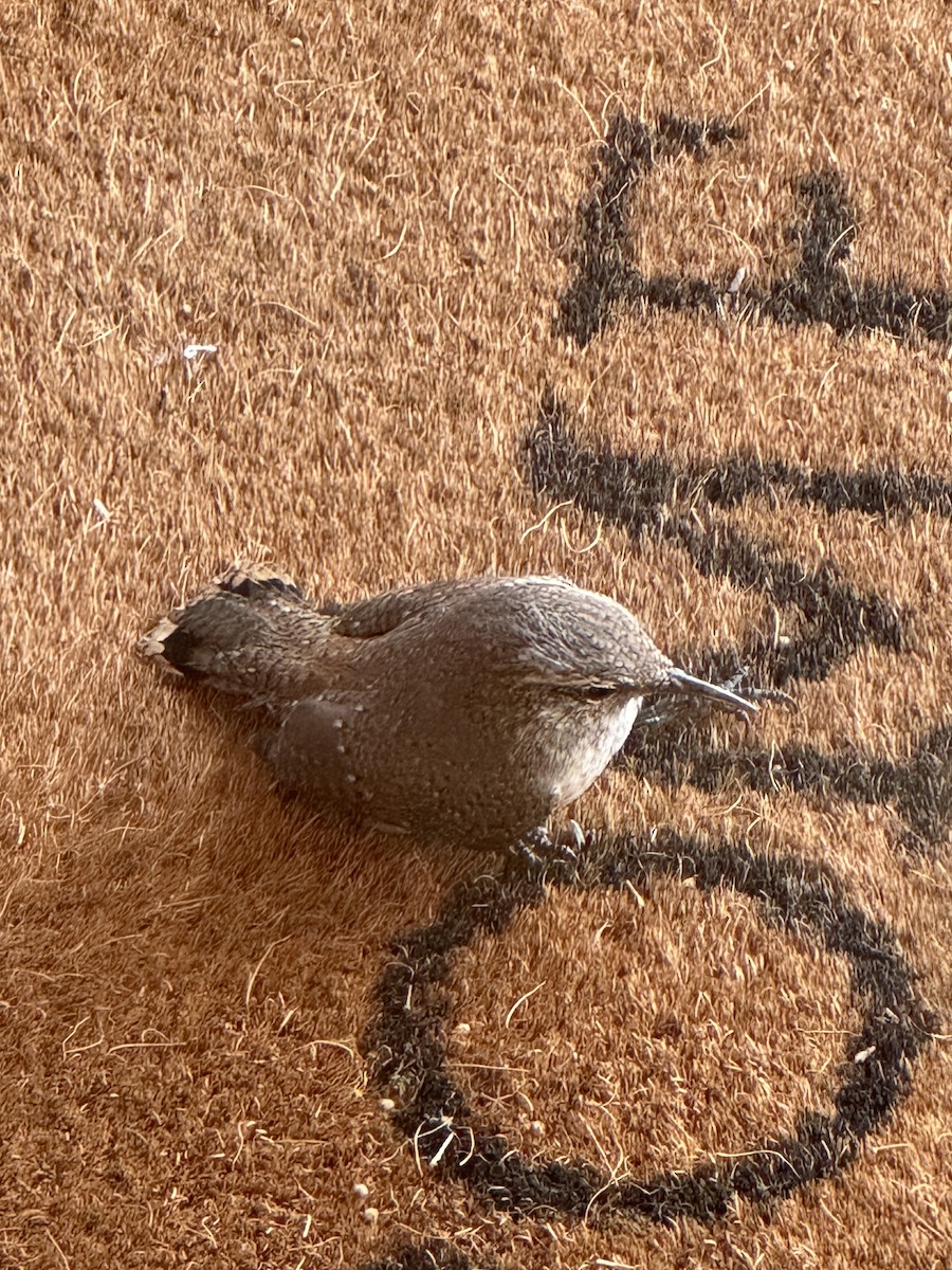 Rock Wren - ML623990840