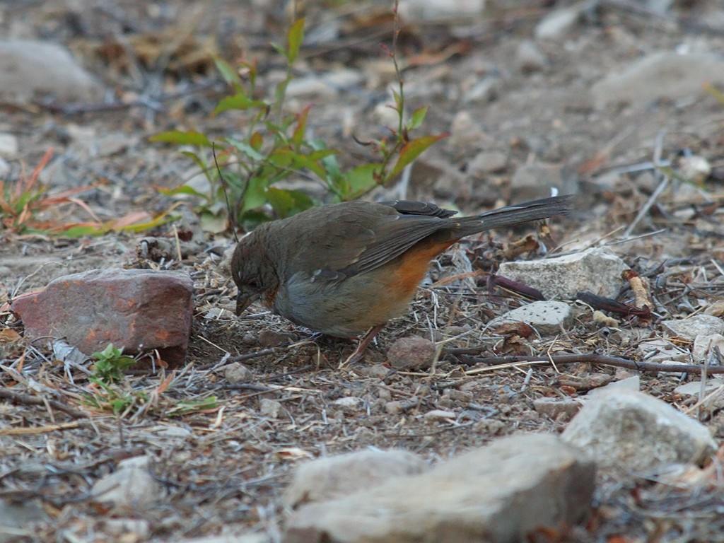 White-throated Towhee - ML623990846