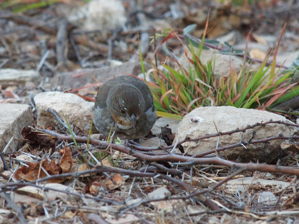 White-throated Towhee - ML623990847