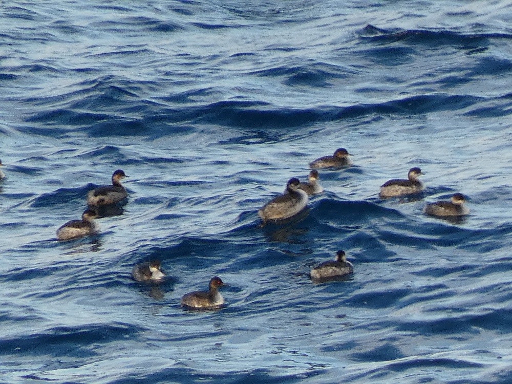 Eared Grebe - ML623990850