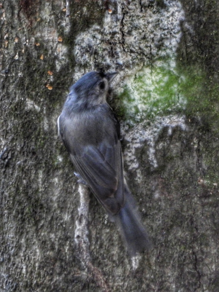 Tufted Titmouse - ML623990855