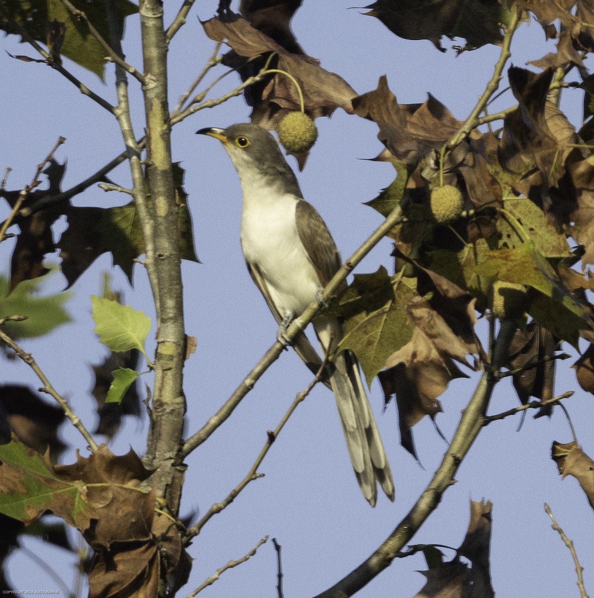 Yellow-billed Cuckoo - ML623990858