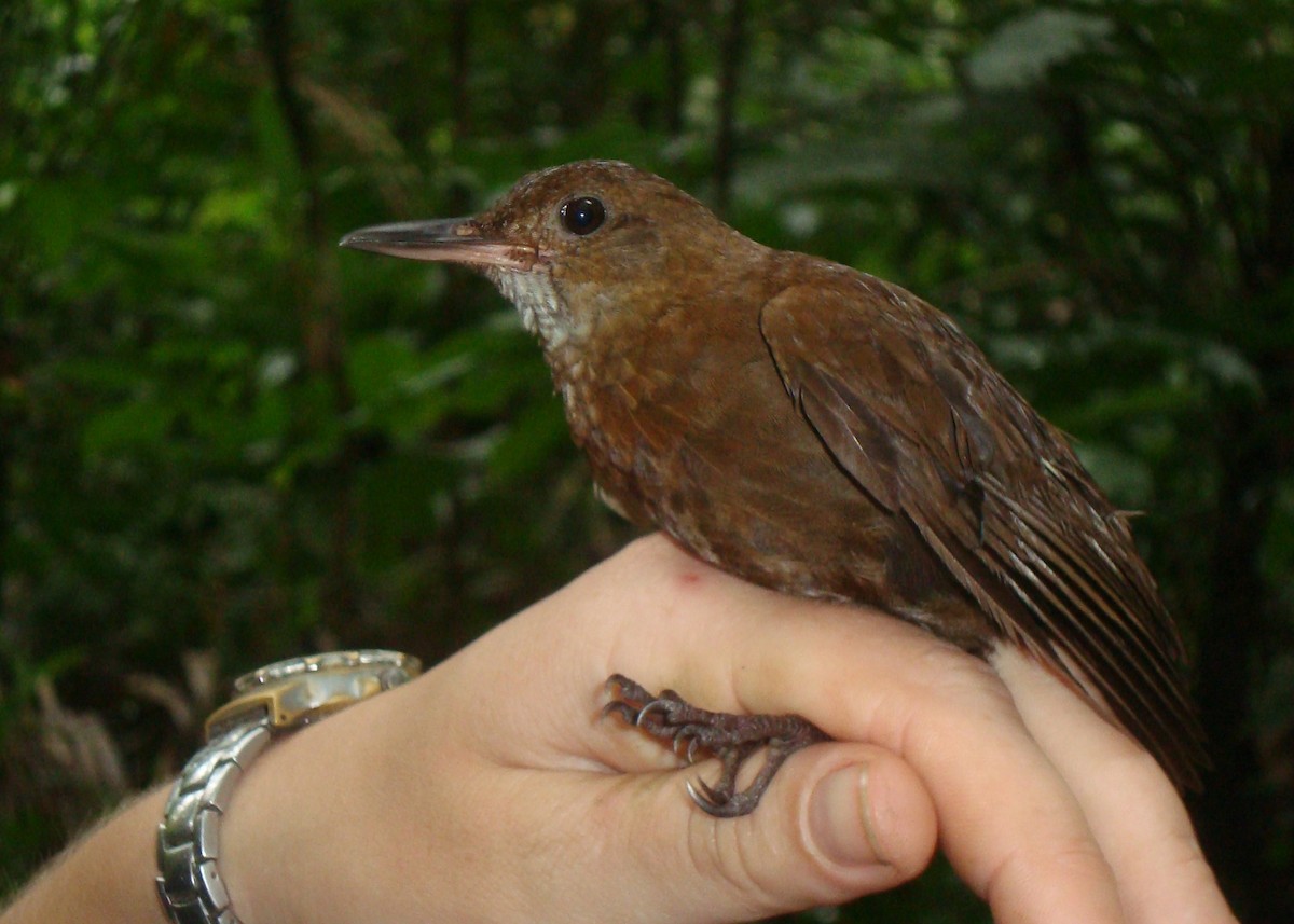 Black-tailed Leaftosser - ML623990864