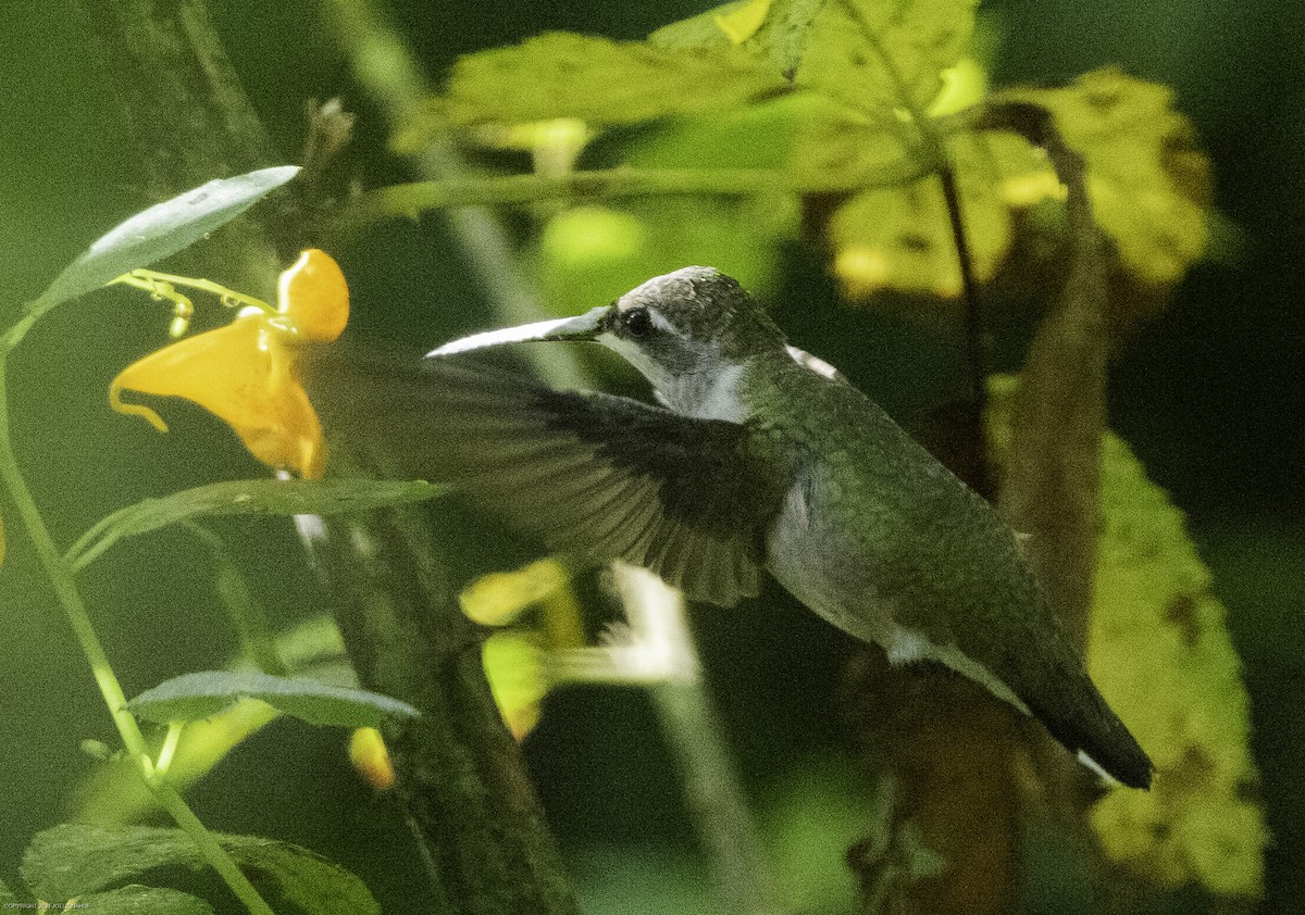 Ruby-throated Hummingbird - ML623990878