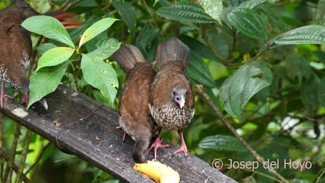 Speckled Chachalaca - ML623990885