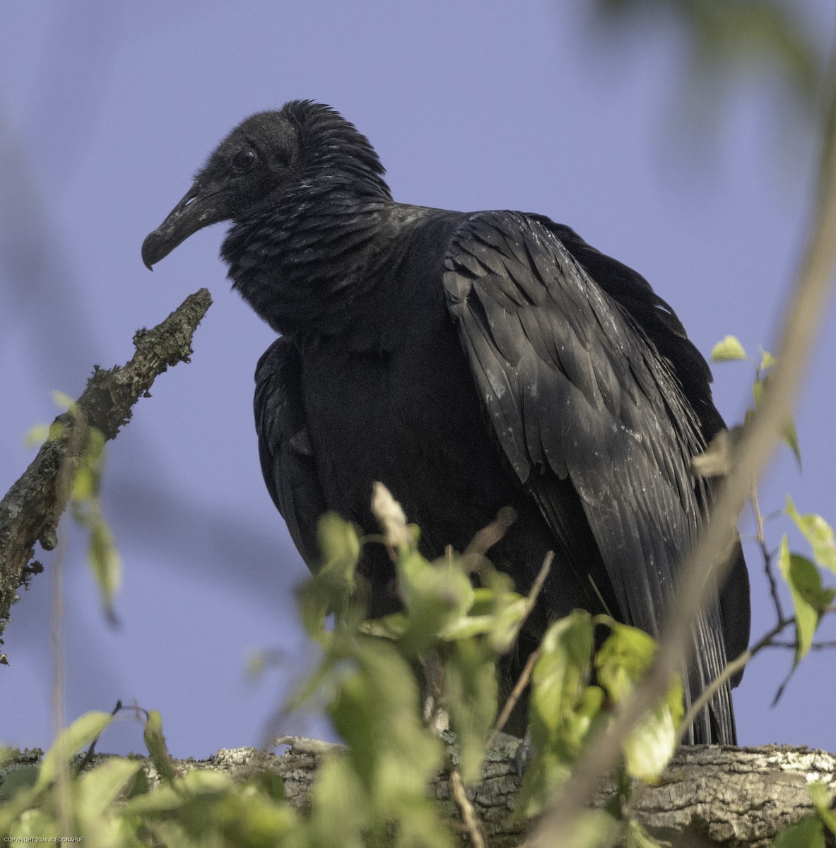 Black Vulture - ML623990889