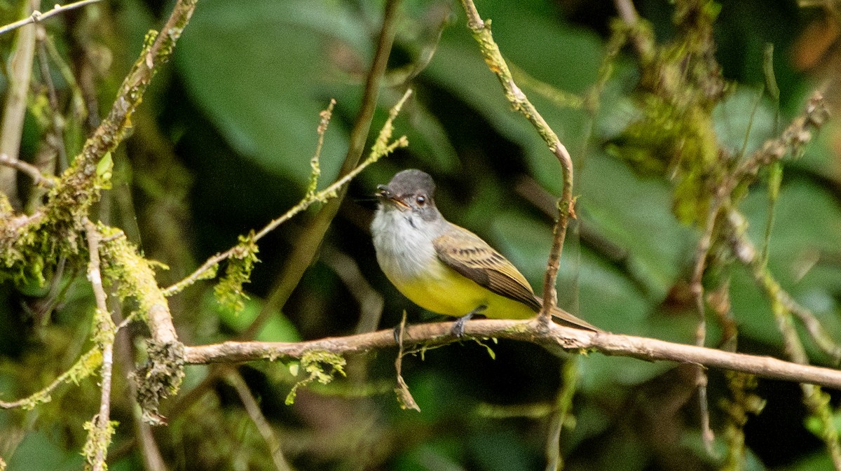 Dusky-capped Flycatcher - ML623990905