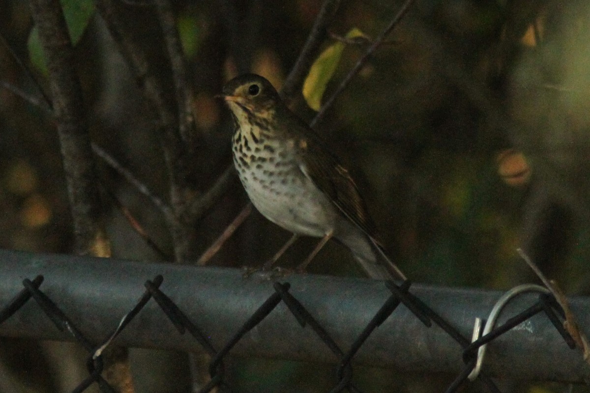 Swainson's Thrush - ML623990907