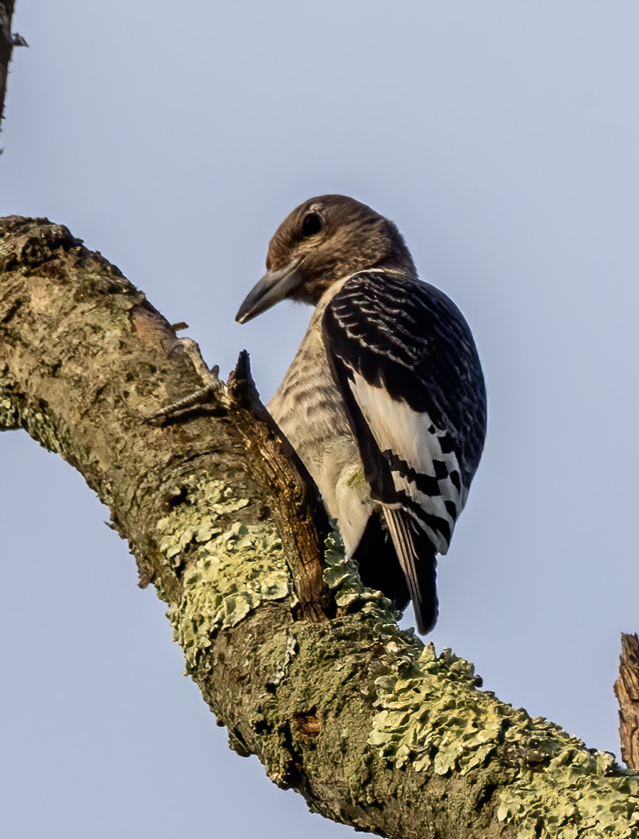 Red-headed Woodpecker - Anthony Schmitt